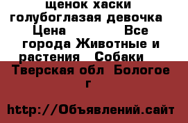 щенок хаски  голубоглазая девочка › Цена ­ 12 000 - Все города Животные и растения » Собаки   . Тверская обл.,Бологое г.